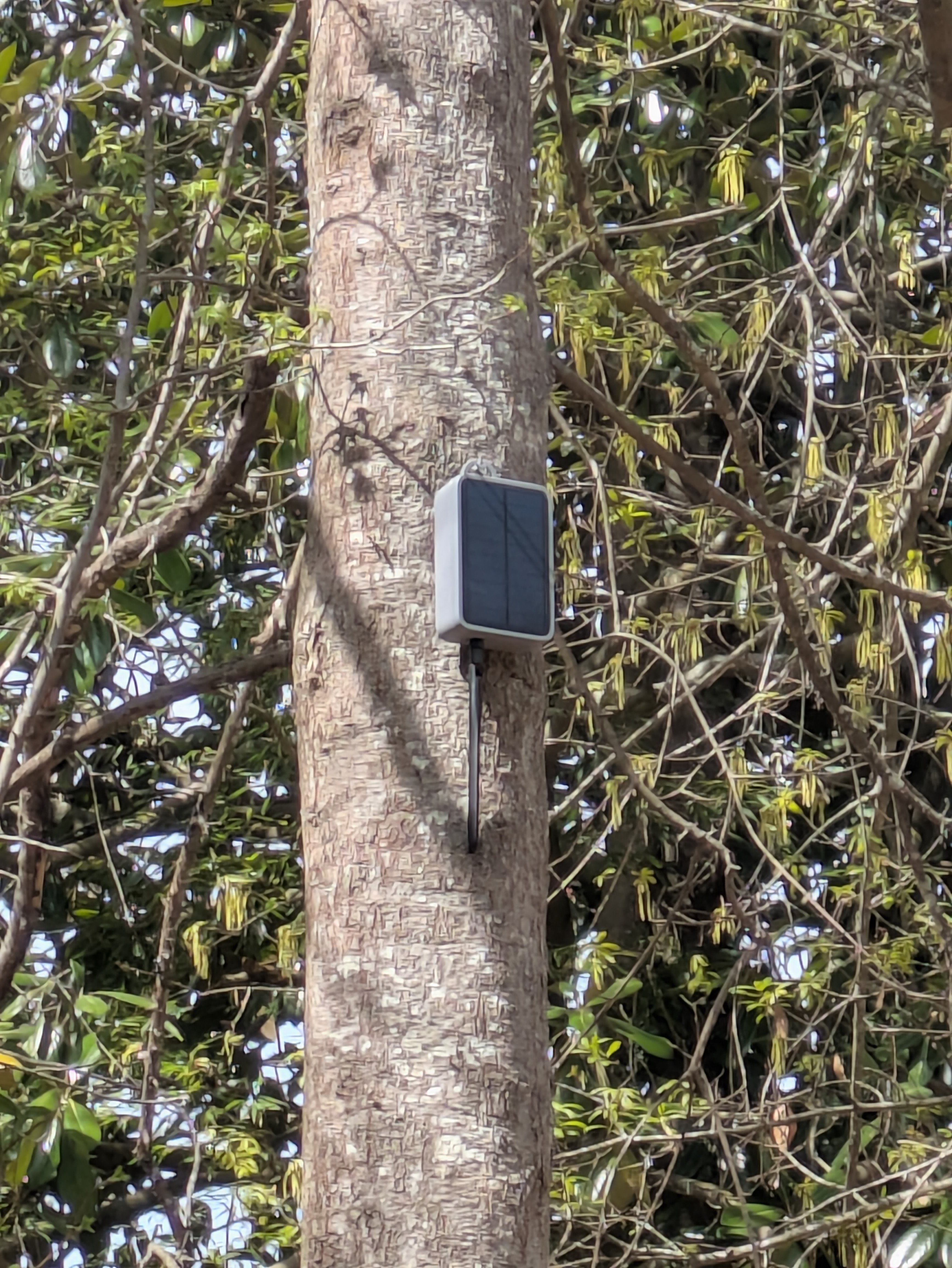 RAK Wireless Solar Tree